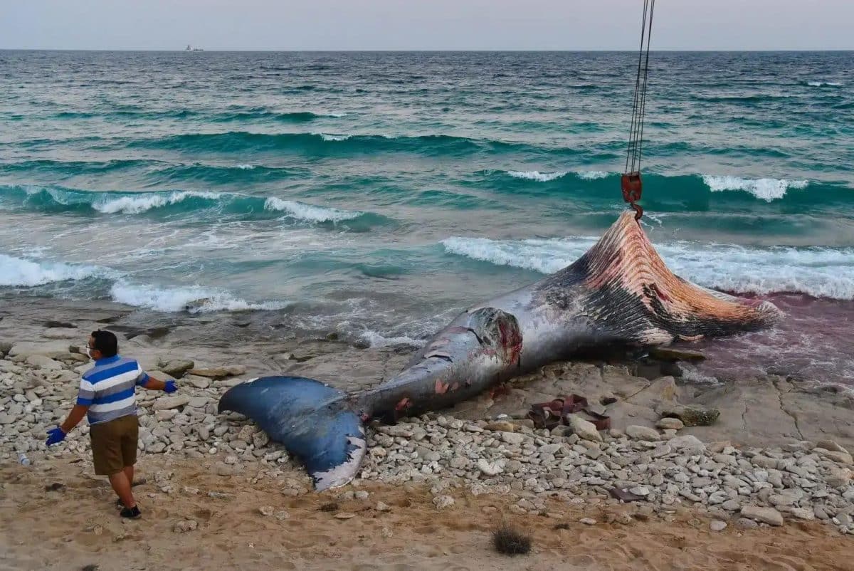 Второе место в категории «Дикая природа в опасности»: туша погибшего кита на пляже / © Abbas Valadi