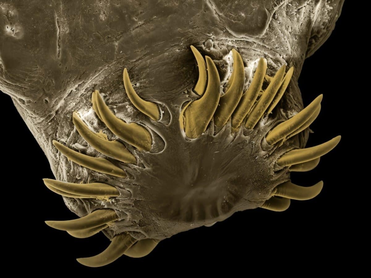 Tapeworm scolex / © David Maitland