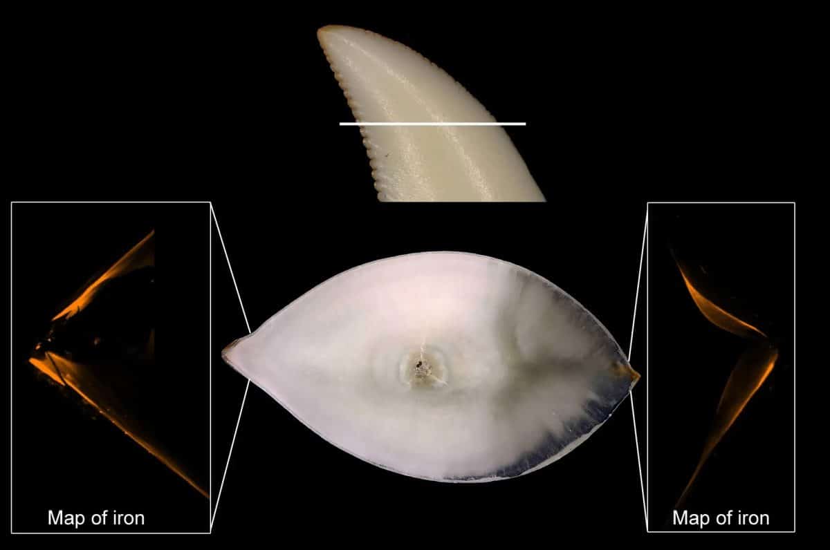 Боковой и поперечный разрез одного из зубов комодского варана / © Dr. Aaron LeBlanc