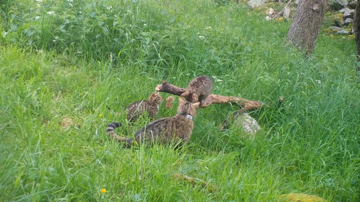 Потомство самок среднеевропейских лесных котов / © Saving Wildcats