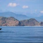 Камера впервые сняла подробности интимной жизни синих китов