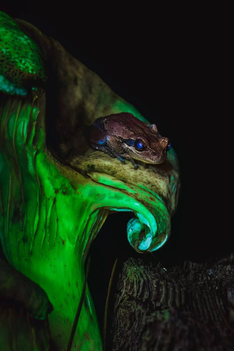 «Когда ночь раскрывает свое великолепие» — фотограф запечатлел биофлуоресценцию, исходящую от глаз и тела лягушки / © Toby Schrapel