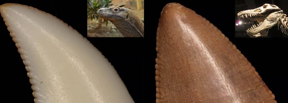 Зуб комодского варана с оранжевым пигментом (концентрированное железо) по краям (слева) в сравнении с окаменелым зубом тираннозавра (справа) / © Dr. Aaron LeBlanc