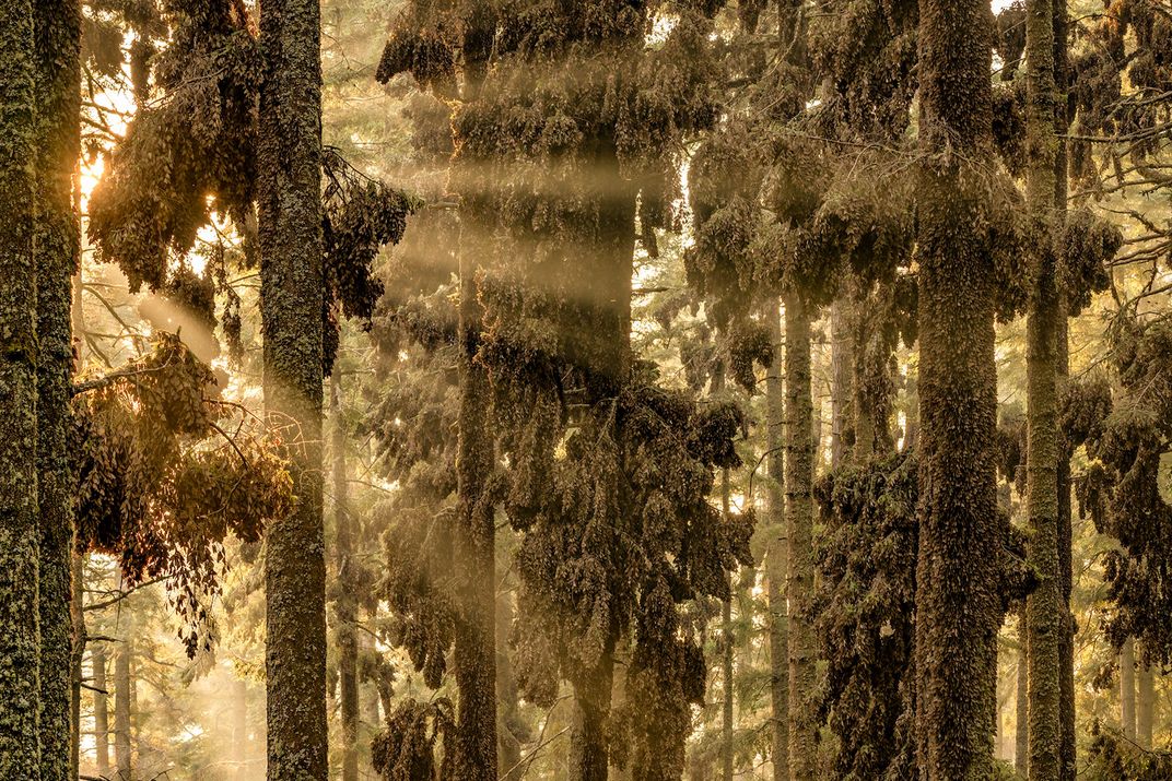 Снимок абсолютного победителя. На первый взгляд кажется, что на фотографии запечатлен залитый солнцем участок лиственных деревьев. На самом деле стволы деревьев покрыты миллионами бабочек вида Данаида монарх (Danaus plexippus), сбившихся в кучу в мексиканском лесу / © Jaime Rojo