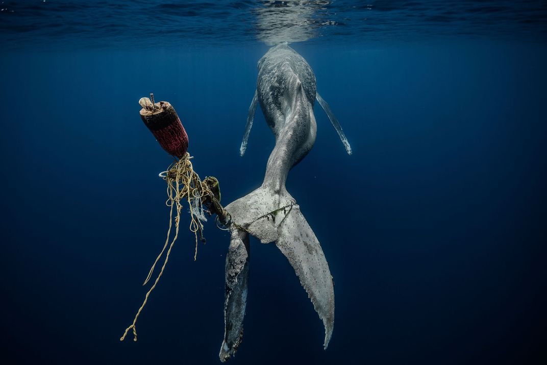 Финалист в номинации «Человек и природа». Раненый горбатый кит / © Alvaro Herrero