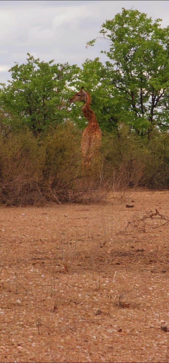   Жираф из национального парка Крюгер с деформированной шеей / © Lynn Scott