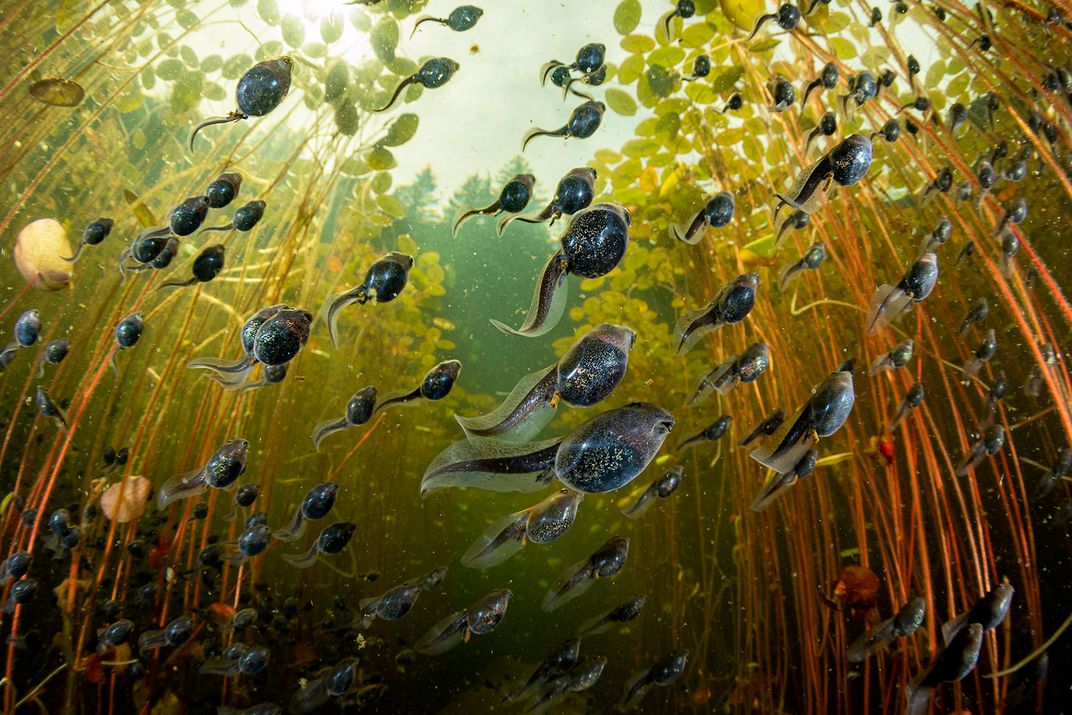 Победитель в номинации «Водная жизнь». Головастики западноамериканской жабы 

(Anaxyrus boreas) плывут на свет / © Shane Gross