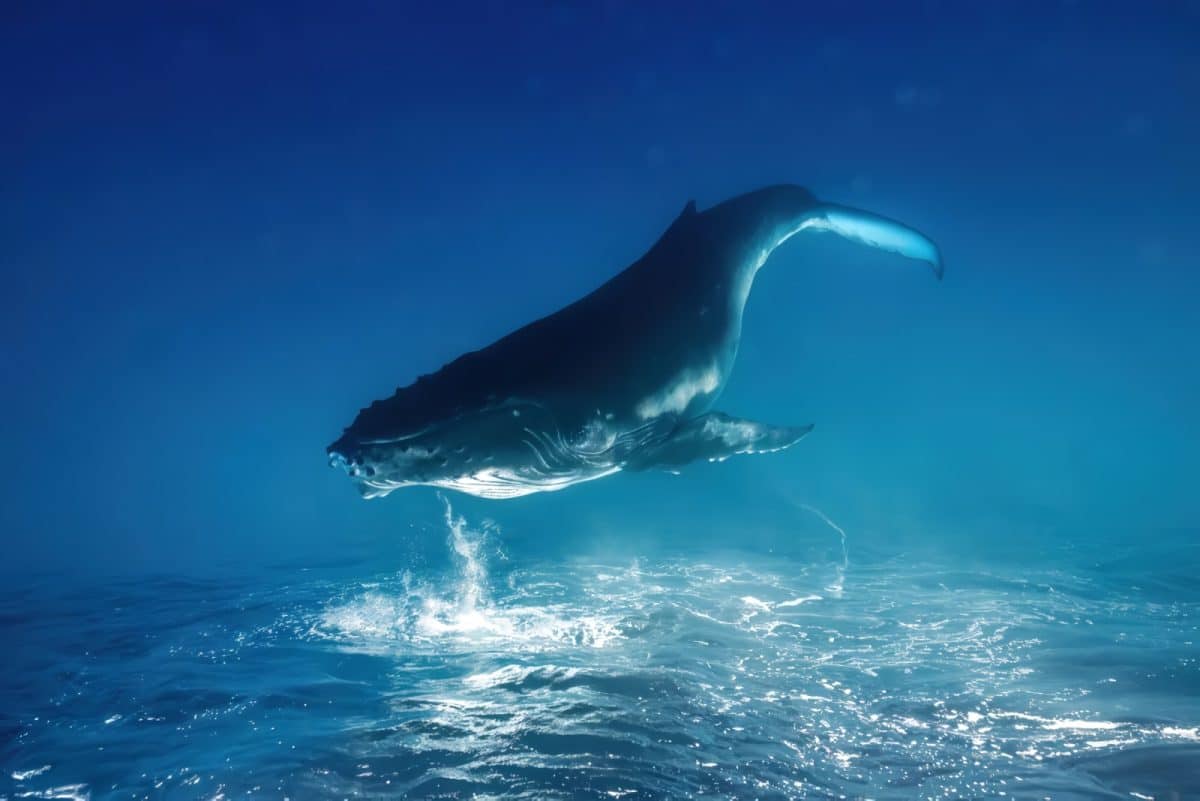 Финалист в категории «Животные и питомцы»: «Сны кита» / © Remuna Beca