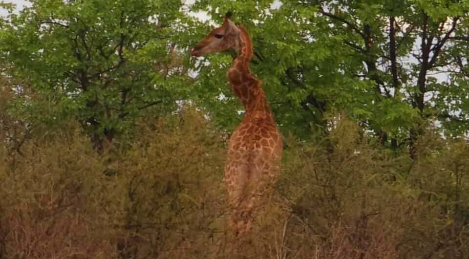 Жираф из национального парка Крюгер с деформированной шеей / © Lynn Scott