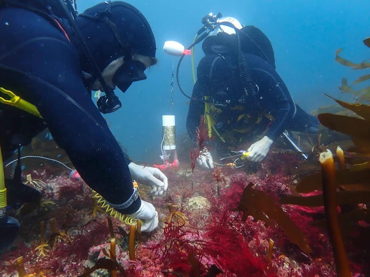 Морские экологи высаживают водоросли Macrocystis pyrifera на восточном побережье Тасмании / © Paula Andrea Ruiz Ruiz