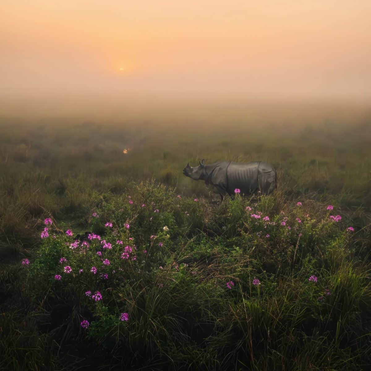 Финалист в категории «Природа и ландшафт»: «Носорог-единорог»  / © Himadri Bhuyan