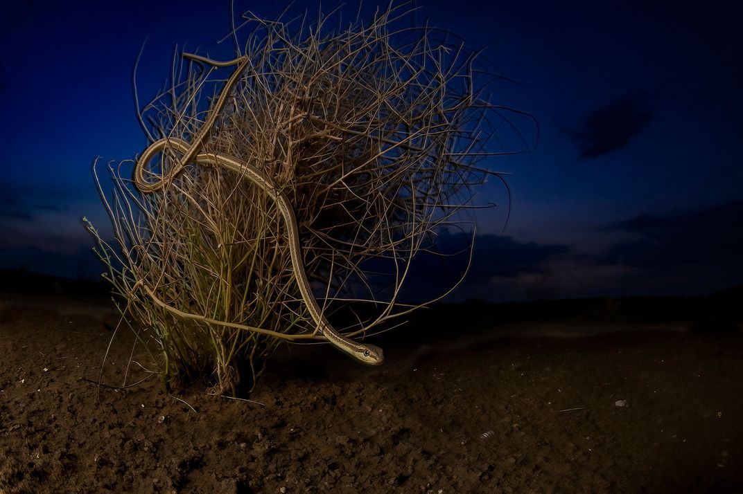 Победитель в номинации «Дикая природа». Хотя песчаная змея (Psammophis schokari) известна своей невероятной скоростью, фотографу удалось сделать ночной снимок одинокого спокойного песчаного змея в ветвях кустарника в пустыне Тар в Индии / © Hema Palan