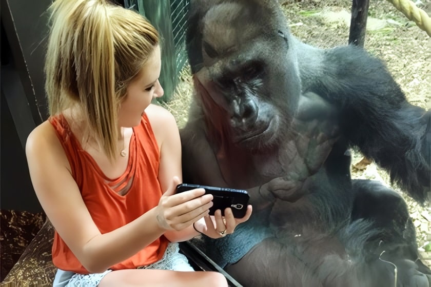 Девушка показывает видео на смартфоне горилле / © Toronto Star