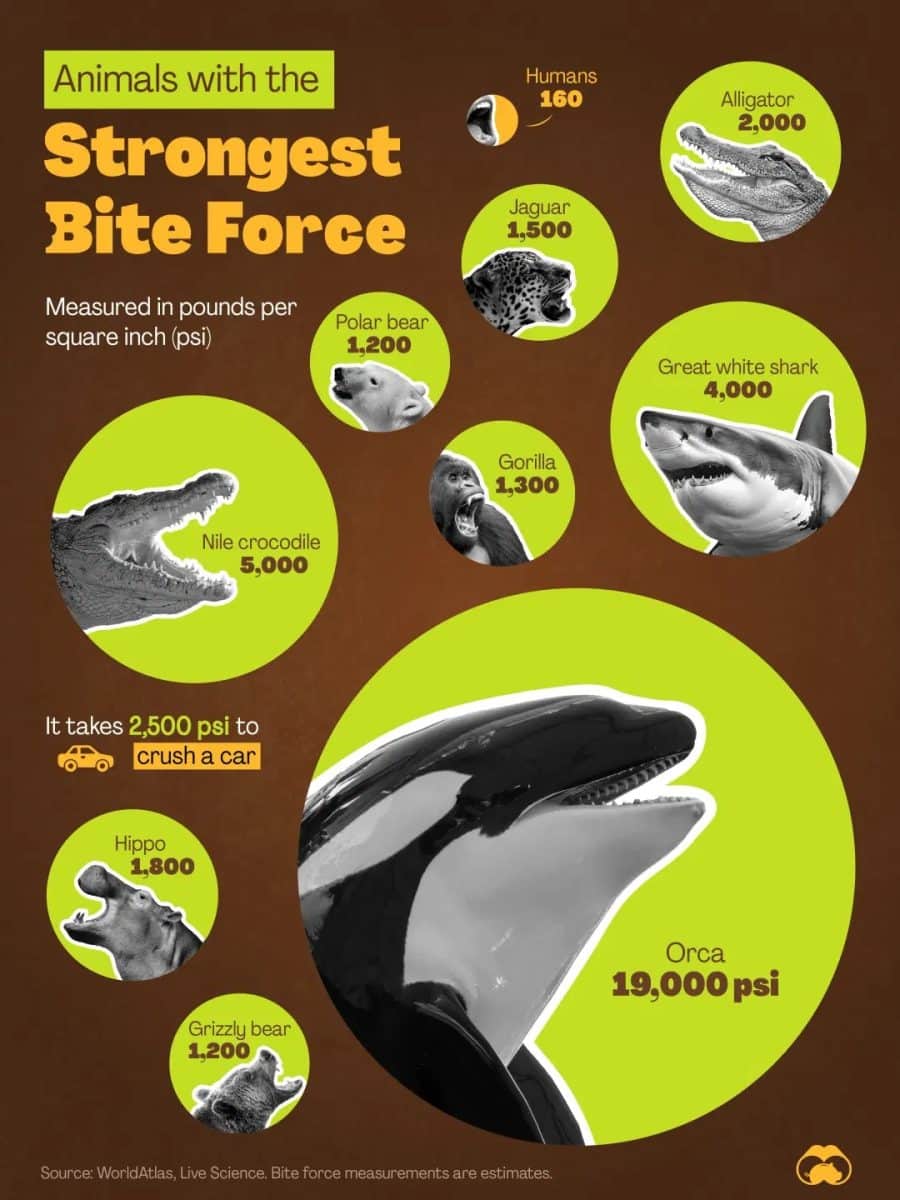 Инфографика: животные с самой мощной силой укуса / © Voronoi  
