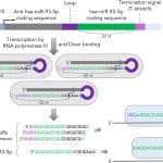 Биологи ВШЭ указали на возможные ошибки метода сверхэкспрессии микроРНК