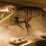 Калининградские палеонтологи узнали, куда мигрировали морские позвоночные позднего мела