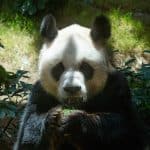 Зоологи изучили, по каким тропинкам гулял самый старый самец панды 