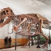 Скелет тирекса «Сью», одного из крупнейших известных тираннозавров в мире, в выставочном зале Музея естественной истории имени Филда, Чикаго, штат Иллинойс, США / © Wikimedia Commons, Jorge Jaramillo.