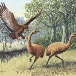 Ученые выяснили, где вымершие птицы прятались от первых людей в Новой Зеландии
