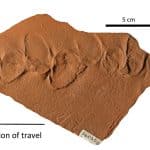 Палеонтологи обнаружили древние следы ранее неизвестной ходячей рыбы