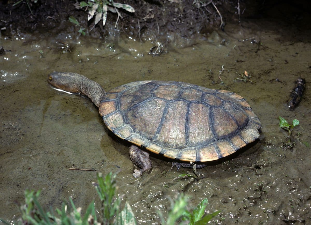 Австралийская змеиношеяя черепаха относится к подотряду бокошейных, которые не втягивают шею и голову в панцирь, а закладывают через сторону, прижимая голову к левой или правой лапе / © Wikimedia Commons, John Wombey.