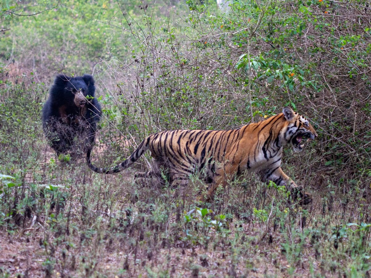 Медведь губач гонится за тигром, но не пытается его поймать / © Ecology and Evolution, Kabir.