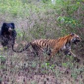 Медведь губач гонится за тигром, но не пытается его поймать / © Ecology and Evolution, Kabir.