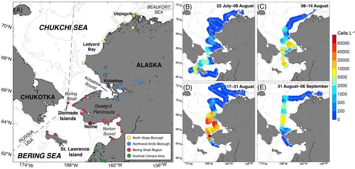 Региональная карта и развитие цветения Alexandrium catenella в 2022 году на основе плотности клеток в приповерхностном слое