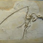 Скелет птерозавра Rhamphorhynchus muensteri. Размах крыльев этих животных достигал 1,81 метра, а питались они в основном рыбой, но иногда и моллюсками / © Wikimedia Commons, Daderot.