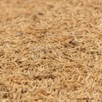 Разработка Пермского Политеха позволит делать из рисовой шелухи товарные продукты
