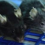 «Выключение» белка иммунной системы продлило жизнь мышам