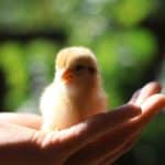 Ученые Пермского Политеха доказали эффективность нового комбикорма для цыплят на птицефабрике