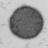 Бактерия Bacillus subtilis