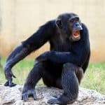 Старые видео показали, что шимпанзе могут произносить некоторые слова человеческого языка