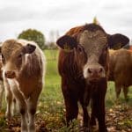 Казанские ученые выяснили, что высокий генетический потенциал коров не гарантирует хорошие удои