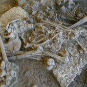 древний скелет