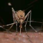 Комары-интерсексы победили комаров эффективнее инсектицидов