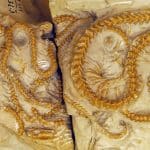 Ученые нашли доказательства социального поведения у древних змей