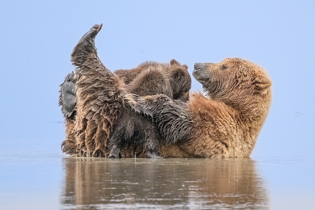 Высокая оценка: «Медведица кормит медвежат» / © John Ehrenfeld