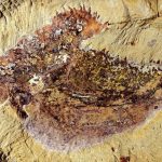 В Китае нашли покрытого шипами предка современных моллюсков возрастом 500 миллионов лет