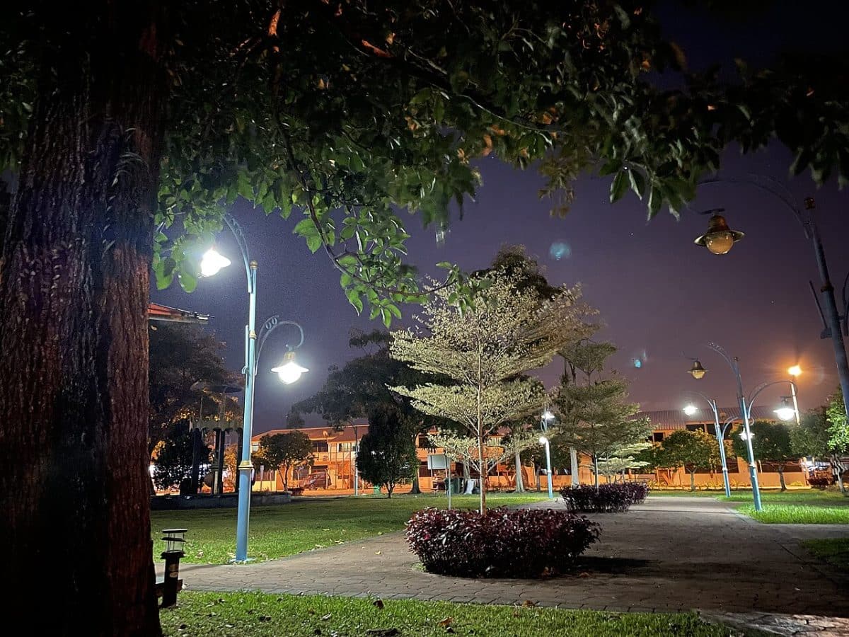 Ночное освещение делает листья некоторые деревьев жестче, а такая листва медленнее разлагается / © Wikimedia Commons, DeltaSquad833.