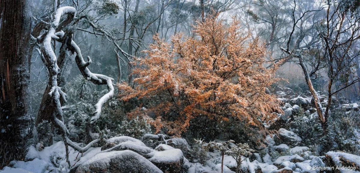 Победитель в категории «Пейзаж»: листопадный бук (Nothofagus gunnii) в Тасмании / © Benjamin Alldridge