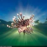 Стали известны победители фотоконкурса Underwater Awards Australasia 2024