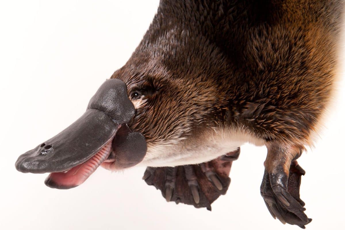 © Joel Sartore, National Geographic Photo Ark