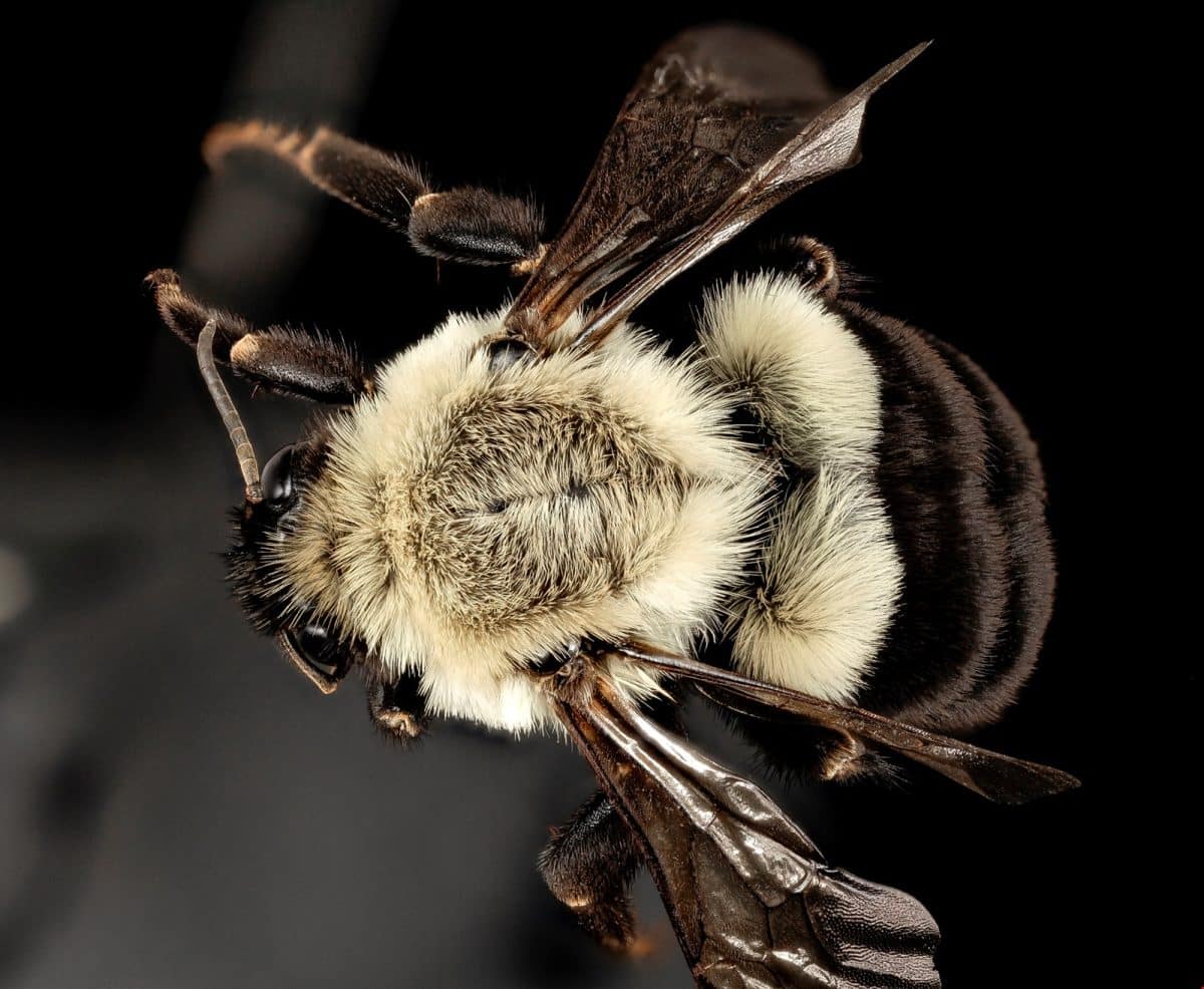 Шмель Bombus impatiens / © Maryland Biodiversity Project