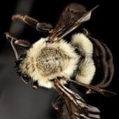 Шмель Bombus impatiens / © Maryland Biodiversity Project