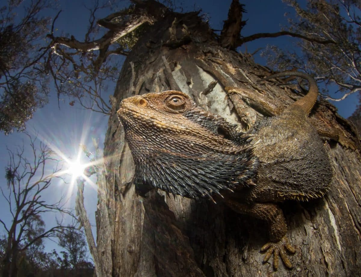 Снимок абсолютного победителя: прибрежная агама (Pogona barbata) греется на солнце в Канберре (Австралия) / © Damien Esquerre