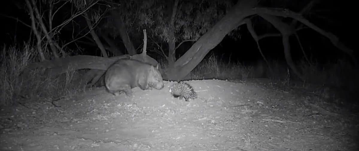 Фотоловушка запечатлела редкую встречу вомбата и ехидны / © Brad Leue / Australian Wildlife Conservancy