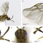 Биологи случайно открыли новый вид ос-паразитов, заражающих взрослых мух