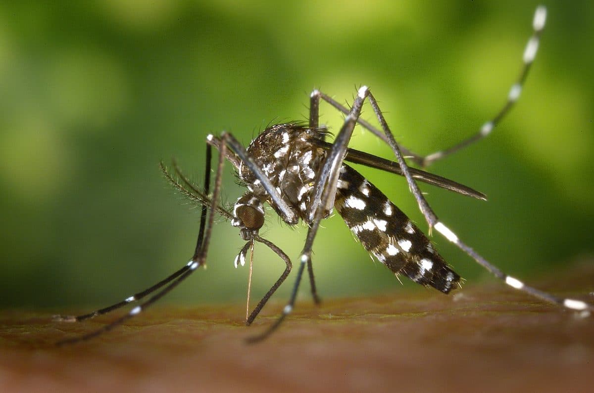 Комар вида Aedes albopictus